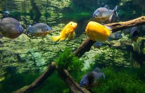 Großes Aquarium im Tropicarium in Budapest mit Piranhas und gelben Kofferfischen
