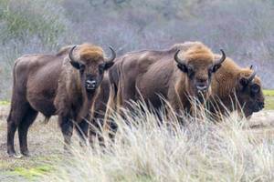 Group of European bisons in Dutch National Park near Zandvoort