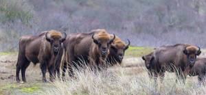 Group of European bisons looks interested to photographer on Bison Trail, Netherlands