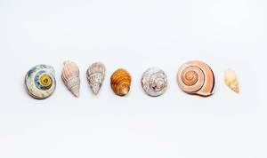 Group Of Sea Shells On white Background