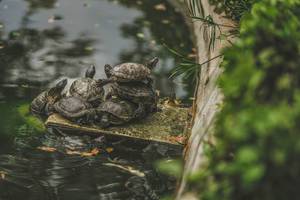 Group Of Turtles Sitting On Fontaine