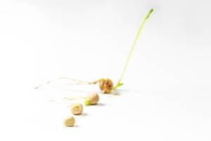 Growth stages of pea seeds on white background (Flip 2019)