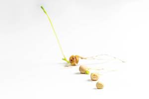 Growth stages of pea seeds on white background