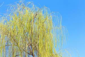 Grüner Weidenbaum vor blauem Himmel