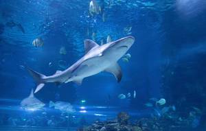 Haie und andere Fische in riesigem Salzwasserbecken im Tropicarium in Budapest, Ungarn