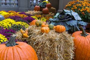 Halloween atmosphere in downtown Chicago: small and large pumpkins on hay balls and a bed of colorful flowers