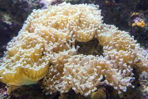 Hammer coral (euphyllia parancora) at Shedd Aquarium
