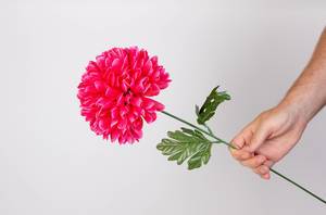 Hand holding pink dahlia flower
