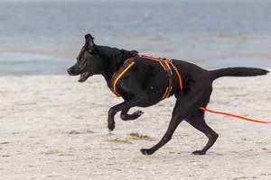 Happy black dog on a leash running at a beach
