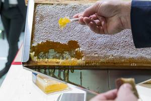 Healthy and natural: tasting the honeycomb directly