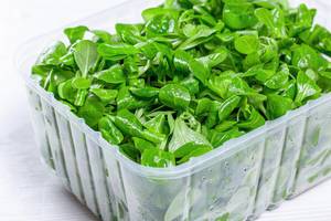 Healthy food concept. Fresh corn sprouts leaves in plastic container