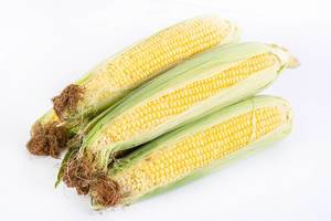 Healthy Young Corn Cobs isolated above white background