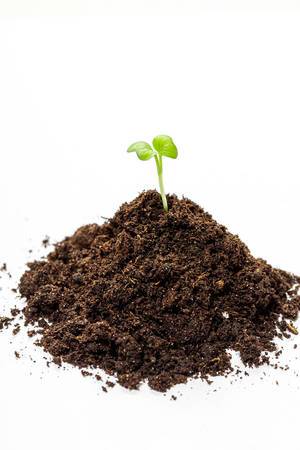 Heap soil with a green plant sprout on white background (Flip 2019)