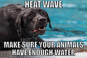 Heat wave - Make sure your animals have enough water