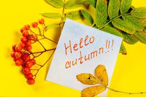 Hello autumn tag and autumn leaves with Rowan berries on a yellow background