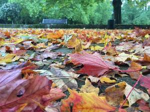 Herbst in Köln: Blätter im Grüngürtel