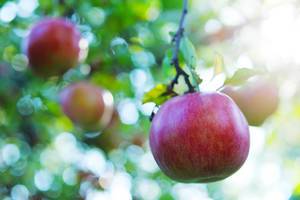 Herbsternte: Apfelbaum mit Früchten in Nahaufnahme