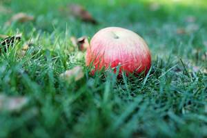 Herbsternte: Roter Apfel im Gras in Nahaufnahme