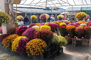 Herbstliche Blumen in prächtiger bunter Farbe auf dem Markt