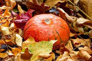 Herbstlicher Hintergrund mit bunten Blättern und reifem Kürbis in der Mitte