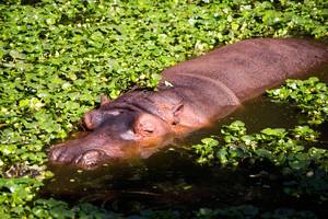 Hippopotamus sleeping in the water