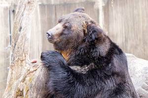 Hokkaido Brown Bear