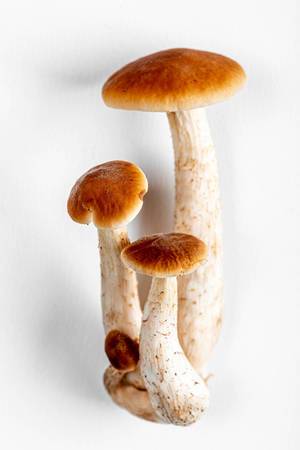 Honey mushrooms on a white background