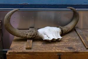 Horns as a hunting trophy on an old wooden chest
