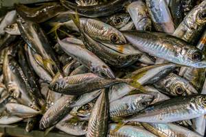 Horse mackerel on fish market