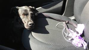 Hund im Auto im Sommer
