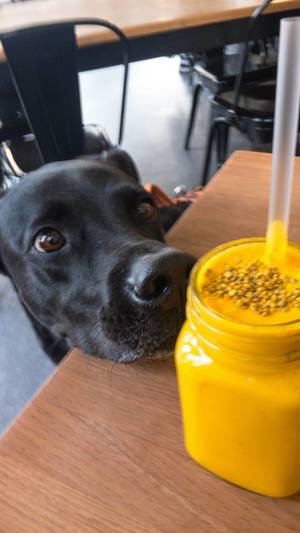 Hund liebäugelt mit Mango-Smoothie
