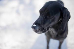 Hund mit gefrorener Schnauze