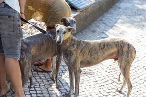 Hunde der Rasse Windhunde an sonnigem Tag in Lissabon