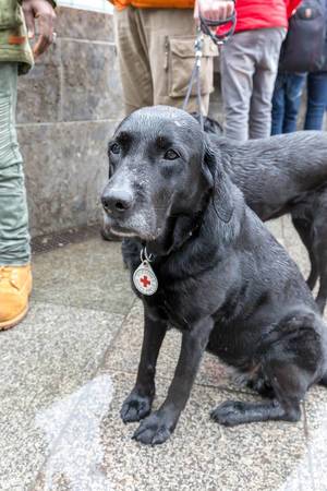 Hunde des Deutschen Rotes Kreuzes auf Umweltprotest