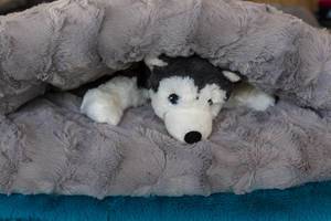 Hunde-Kuscheltier im Schlafsack für den Hund "Schlupfsack" auf der Hundemesse 2019 in Köln