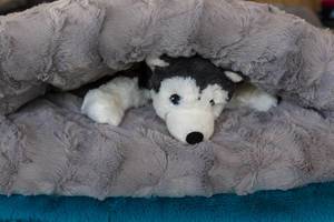Der Saugwischer Kobold VT300 SP600 Reinigt Hundehaare Auf Fliesenem 
