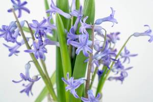 Hyacinths flowers with white background (Flip 2020)