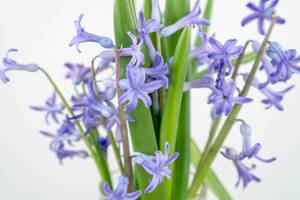 Hyacinths flowers with white background