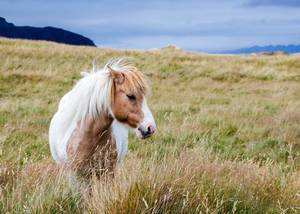 Iceland horse in a field