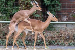 Impalas bei der Paarung (engl: Reproduction) Impalas bei der Paarung (engl: Reproduction)