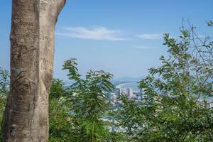 In die Rinde eines Baumes eingeritzte Botschaften, im Hintergrund der Blick auf die Küste der Stadt Vung Tau und die dahinterliegenden Berge