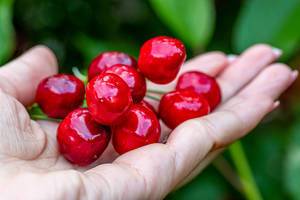 In his hand fresh ripe red cherries