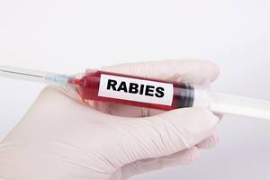 Injection needle with Rabies text