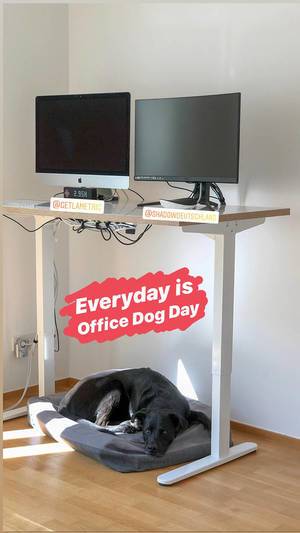 Instagrambild zeigt einen Labrador-Bürohund im Körbchen, der unter dem Schreibtisch schläft