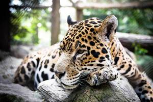 Jaguar (panthera onca) im Zoo