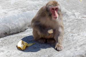 Japanese macaque - Macaca fuscata