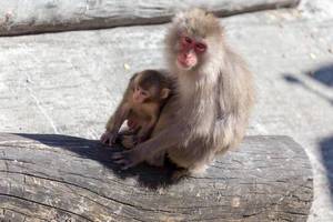 Japanese macaque with young