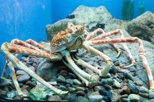 Japanese spider crab (Macrocheira kaempferi) at Shedd Aquarium