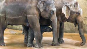 Jungtier-Elefant mit Herde Jungtier-Elefant mit Herde