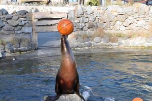 Kalifornischer Seelöwe balanciert einen Basketball auf seiner Schnauze